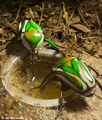 Dicronorhina derbyana derbyana