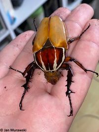 Mecynorhina torquata ugandensis 